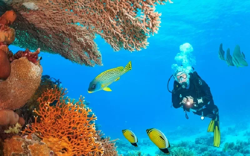Snorkeling à Sataya Dolphin Reef à Marsa Alam